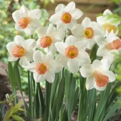 Narcissen Trompet Pink Silk X 10