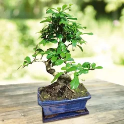 Bonsai Carmona S Vorm 15 Cm Pot