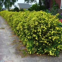 Potentilla Fruticosa X 10 -Tuinplanten fd17611wh jpg