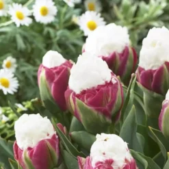 Tulpen Dubbel Laat Ice Cream X 10