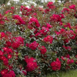 Fairy Rose Rood Bloeiend