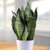 Sansevieria Zeylanica 14 Cm Pot