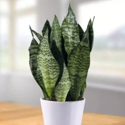 Sansevieria Zeylanica 14 Cm Pot