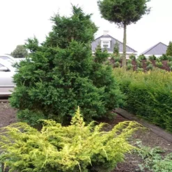 Chamaecyparis Obtusa Draht Groot