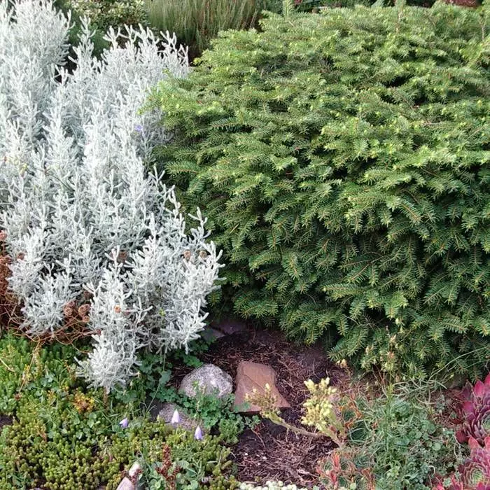 Picea Abies Nidiformis 1 Picea Abies Nidiformis