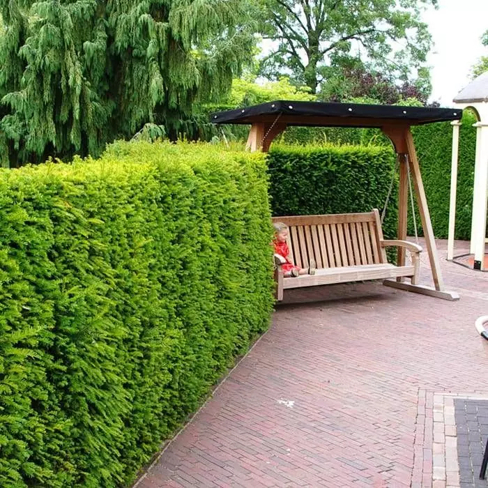 Taxus Baccata In Pot 1 Taxus Baccata In Pot