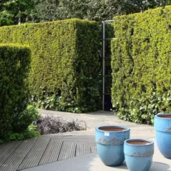 Taxus Media Groenland Venijnboom