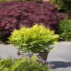 Thuja Occidentalis Golden Globe