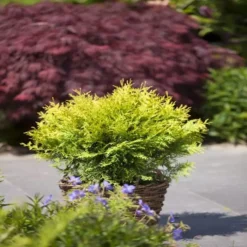 Thuja Occidentalis Golden Globe