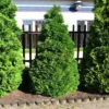 Thuja Occidentalis Holmstrup Levensboom