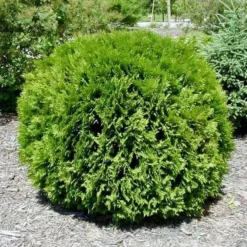 Thuja Occidentalis Little Giant
