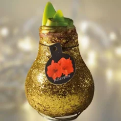 Amaryllis Touch Of Wax Goud