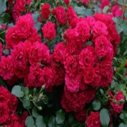 Bodembedekkende Roos Gärtnerfreude