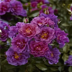 Floribunda Roos Celebration Time