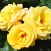 Floribunda Roos Arthur Bell