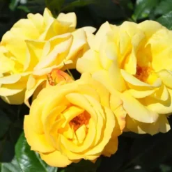 Floribunda Roos Arthur Bell