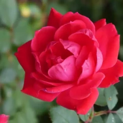 Klimroos Pauls Scarlet Op Pot