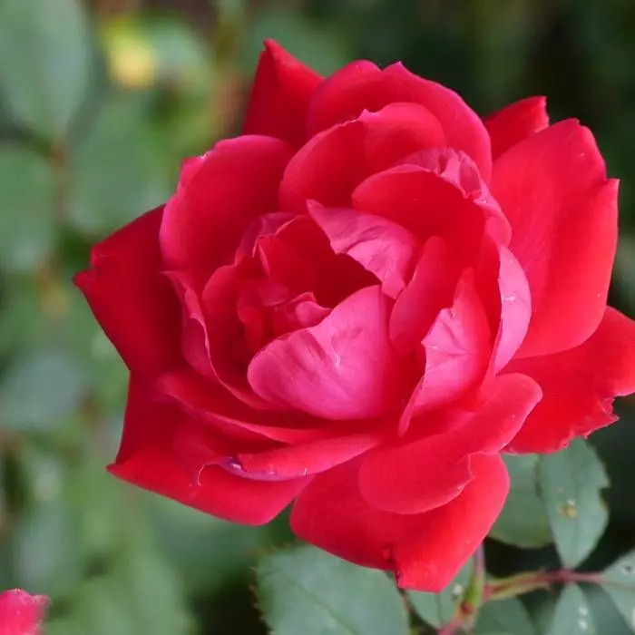 Klimroos Pauls Scarlet Op Pot 1 Klimroos Pauls Scarlet Op Pot