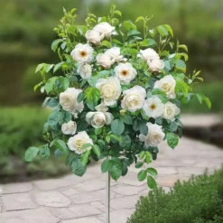 Standard Pot Rose White 120/140 Cm