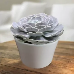 Echeveria Pollux