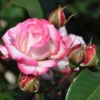 Floribunda Roos La Minuette Op Pot