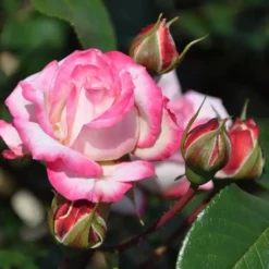 Floribunda Roos La Minuette Op Pot