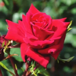 Klimroos Mazurika Op Pot