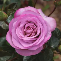 Theeroos International Blue Girl Op Pot