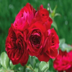Floribunda Roos Rouge Meilove Op Pot
