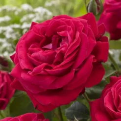 Theeroos Dame Du Coeur Op Pot