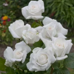 Theeroos Dorieux Annapurna Op Pot