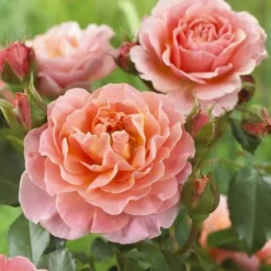 Floribunda Rose Marie Curie Op Pot