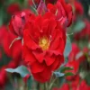 Floribunda Roos Red Wanderer Op Pot