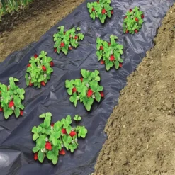 Aardbeienfolie Micro Geperforeerd Zwart