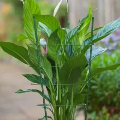 Plantensteunen Gepl.metaal Groen H60cmØ7