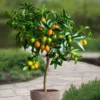 Hoogstam Kumquat
