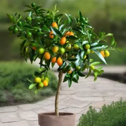 Hoogstam Kumquat