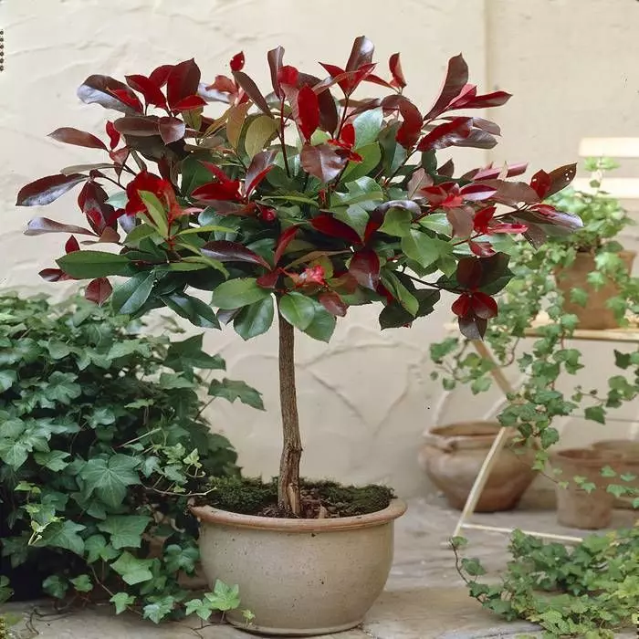 Photinia Red Robin Op Stam 2 Photinia Red Robin Op Stam - Afbeelding 2