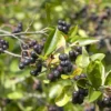 Aronia Prunifolia Viking