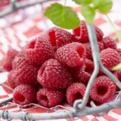 Power Collectie -Tuinplanten fd18799wh jpg