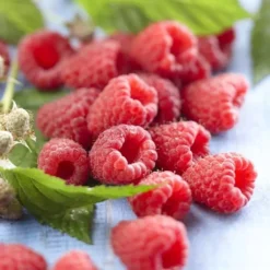 Framboos Autumn Bliss Rubus Idaeus