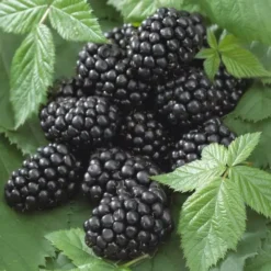 Bramen Black Satin Rubus Fruticosus
