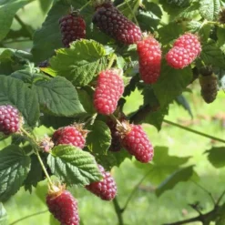 Tayberry Rubus Fruticosus