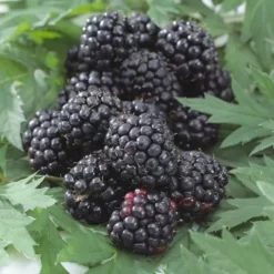 Bramen Thornless Rubus Fruticosus