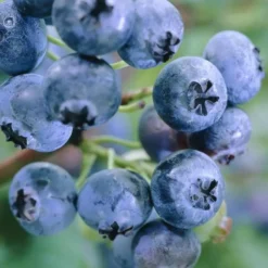 Blauwe Bes Bluegold Vaccinium Cor.