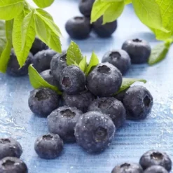 Blauwe Bes Brigitta Blue 17 Cm Pot