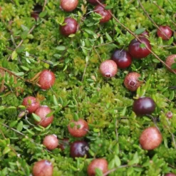 Vaccinium Pilgrim 17 Cm Pot