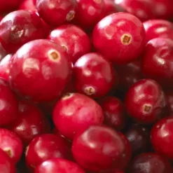 Bosbessencollectie Vaccinium -Tuinplanten fd18825wh jpg 1