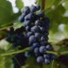 Druif Vitis Boskoop Glory