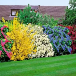 Bloeiende Heestertuin